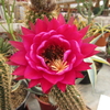 Trichocereus hibrido 'Solveig Wallem' injertado mac9 - comprar online