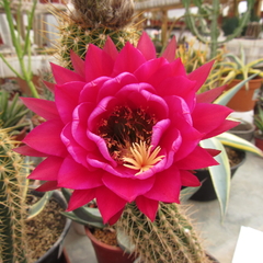 Trichocereus hibrido 'Solveig Wallem' (elegir tamaño) en internet