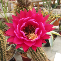 Trichocereus hibrido 'Solveig Wallem' mac10 en internet