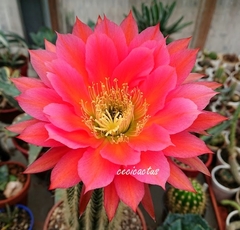 Trichocereus hibrido 'Spicy Red' (elegir tamaño) - comprar online