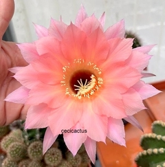 Echinopsis hibrido 'Spring Blush' (elegir tamaño)