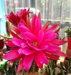 Trichocereus hibrido 'StarWars' injertado mac9 - comprar online