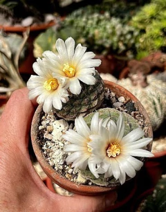 Strombocactus disciformis injertado mac9 en internet