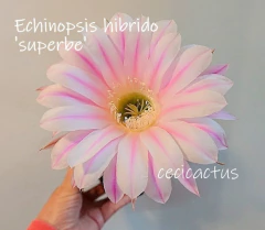 Imagen de COMBO X 4 CACTUS HIBRIDOS FLORES de COLORES a eleccion