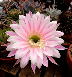 Echinopsis hibrido 'Superbe' (elegir tamaño) - comprar online