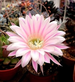 Echinopsis hibrido 'Superbe' (elegir tamaño)