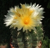 Thelocactus leucacanthus mac9