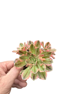 Aeonium 'Sweet Tea' variegado mac10 en internet