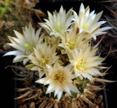 Toumeya papyracantha injertada (elegir tamaño) (cod T2)