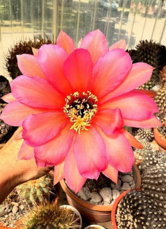 Trichocereus hibrido 'Twist' (elegir tamaño) en internet