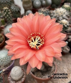 Trichocereus hibrido 'Underskin' mac8 NUEVO!