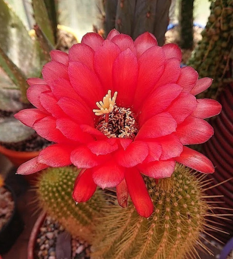 Trichocereus vatteri (elegir tamaño)