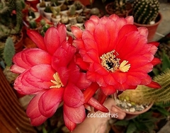 Trichocereus vatteri (elegir tamaño) - comprar online