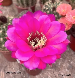 Trichocereus hibrido CC-W9 mac6 - comprar online