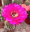 Trichocereus hibrido CC-W9 mac6