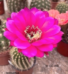 Trichocereus hibrido CC-W9 mac6