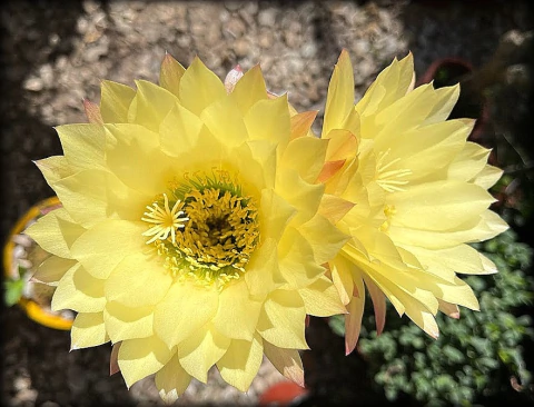 Trichocereus hibrido 'Yellow Submarine' mac8