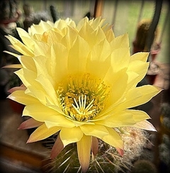 Trichocereus hibrido 'Yellow Submarine' mac8 - comprar online