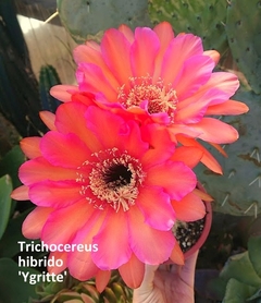 COMBO X 4 CACTUS HIBRIDOS FLORES de COLORES a eleccion - tienda online