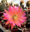 Trichocereus hibrido 'Zeppelin 402' mac10
