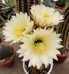 Trichocereus hibrido 'Zorro' mac12