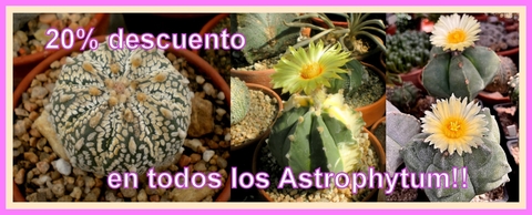 Imagen del carrusel cecicactus - cactus y suculentas de colección