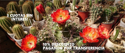 Imagen del carrusel cecicactus - cactus y suculentas de colección