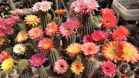 Imagen del carrusel cecicactus - cactus y suculentas de colección
