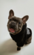 HOODIE AMISTAD CHEWBACCA [ NEGRO - CARBON ] en internet