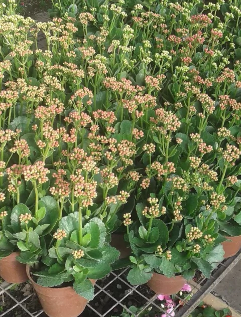 Kalanchoe Doble M14