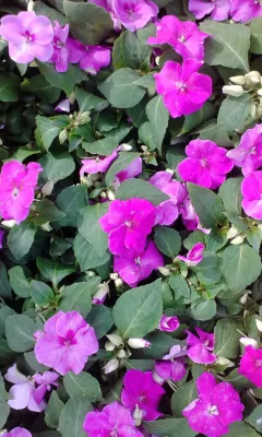 Alegria Del Hogar X 5 Unidades - comprar online