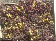 Oxalis X 5 Unidades - Envios