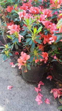 Azalea Simple 10litros en internet