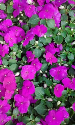 Alegria Del Hogar X 5 Unidades - Vivero LIHUE