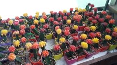 Cactus Injertado