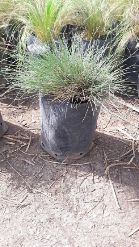 Festuca Glauca Planta Exterior Envase 3 Litros - Envios