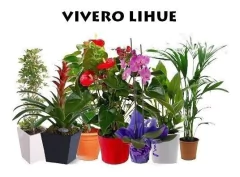 Corona De Novia 10l - comprar online