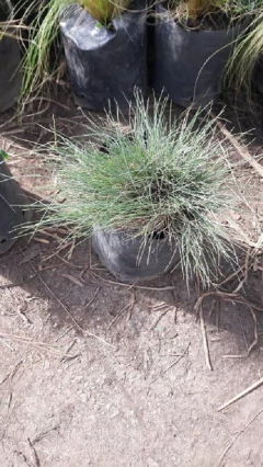 Festuca Glauca Planta Exterior Envase 3 Litros - Envios - comprar online