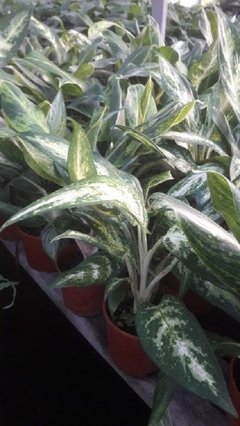 Aglaonema Brasil Planta De Interior