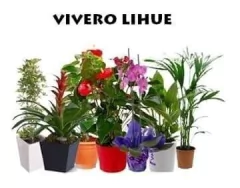 Westringia 10 Litros Planta Exterior - comprar online