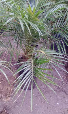 Phoenix Robellini Palmera Exterior en internet