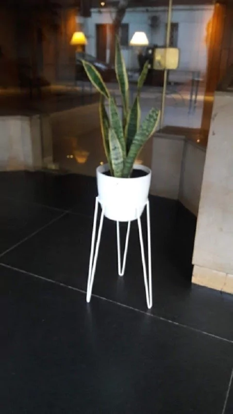 Sansiveria + Soporte 50cm + Maceta Premium 22cm Armado