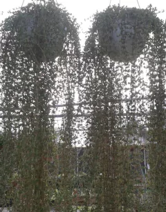 Manto De Virgen - comprar online