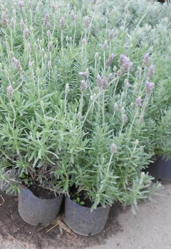 Lavanda Planta Exterior Envase 3 Litros - Envios