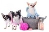 SHAMPOO DOUBLE MARCA OSSPRET POR 250 ml. * SHAMPOO + ENJUAGUE PARA PERROS Y GATOS - comprar online