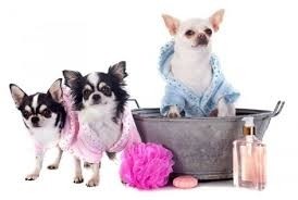 SHAMPOO DOUBLE MARCA OSSPRET POR 250 ml. * SHAMPOO + ENJUAGUE PARA PERROS Y GATOS - comprar online