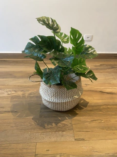 Costela de Adão permanente 66cm na internet