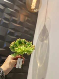 Suculenta artificial 16CM - loja online