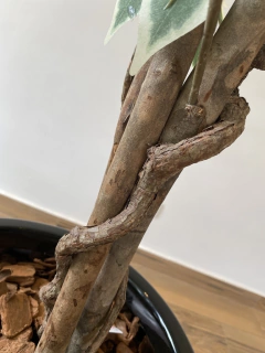 Fícus artificial 2,10 metros (verde / creme)