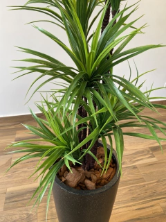 Yucca artificial 1,90 metros